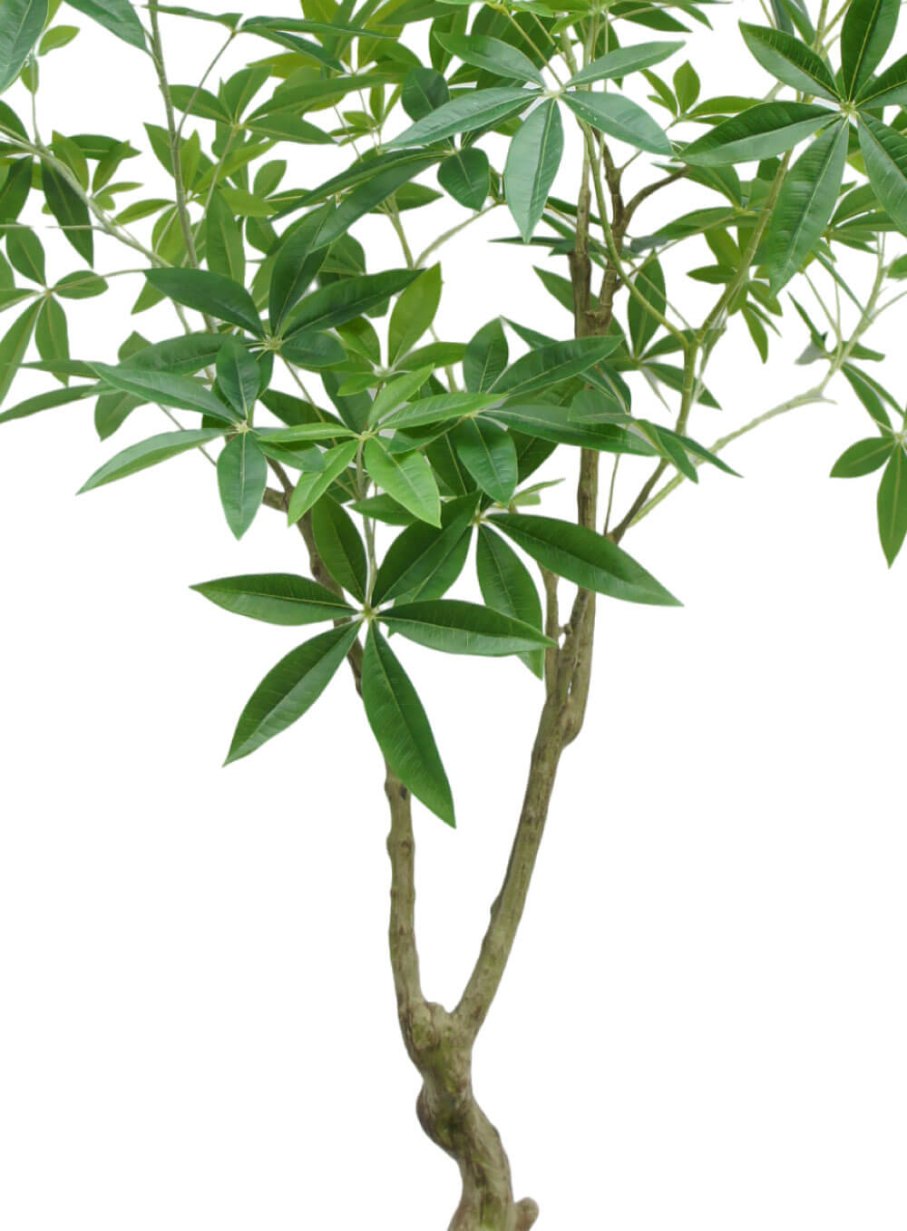 Artificial Money Tree 180cm - Image 2