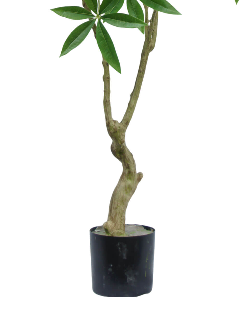 Artificial Money Tree 180cm - Image 3
