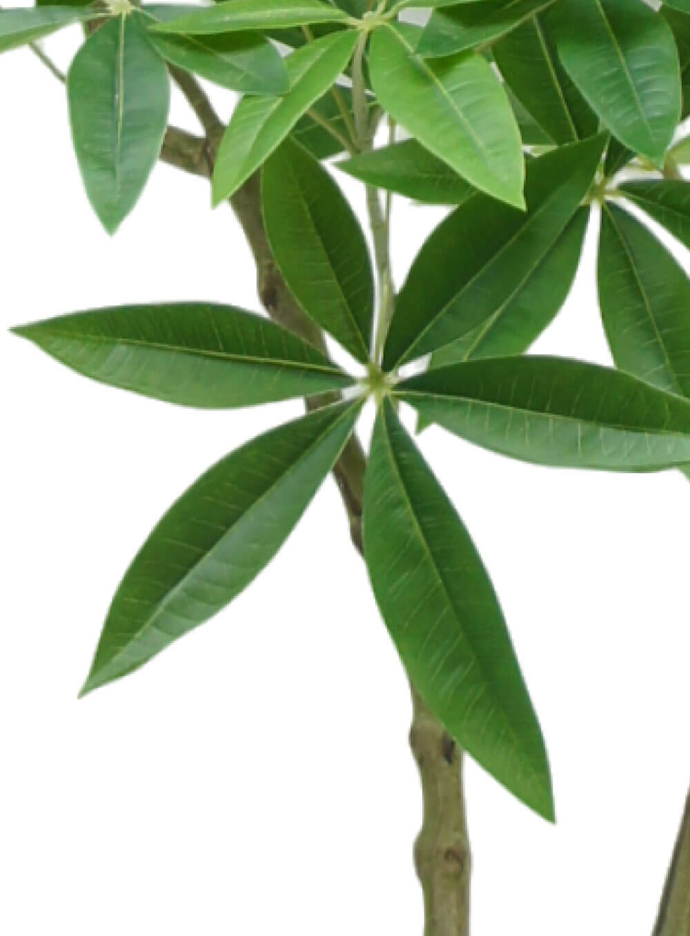 Artificial Money Tree 180cm - Image 4